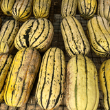 Cornells Bush Delicata Squash  from Hudson Valley Seed Co