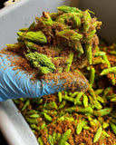 Pen & Cob Spruce Syrup