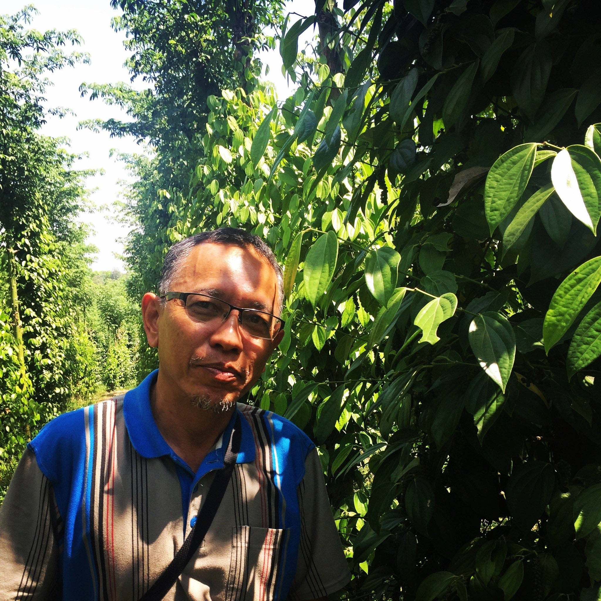 Fermented White Pepper (Muntok White Pepper) - Single Origin