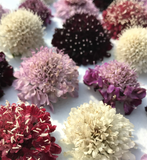 Pincushion Mix from Hudson Valley Seed Co