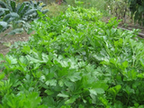 Gigante D'italia Parsley