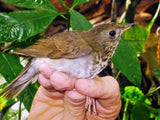 Amaranth Vanilla Chocolate Bar - Certified Bird Friendly