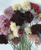 Pincushion Mix from Hudson Valley Seed Co