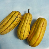 Cornells Bush Delicata Squash  from Hudson Valley Seed Co