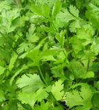 Cilantro from HVSC