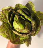 Spotted Trout Lettuce from HVSC