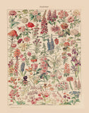 Fleurs Pours Tous by Adolphe Millot (French Flower Poster I): 13x19 Inches