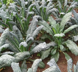 Dino Kale  from Hudson Valley Seed Co