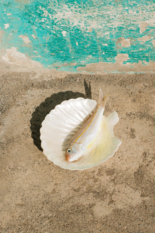 Preorder! Ancán Scalloped Shell Bowl