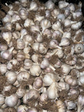 Garlic! From Serra Vida Farm