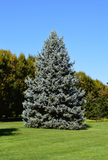 Seed Grow Kits -- Blue Spruce, Red Maple, Apple Tree, Ponderosa Pine