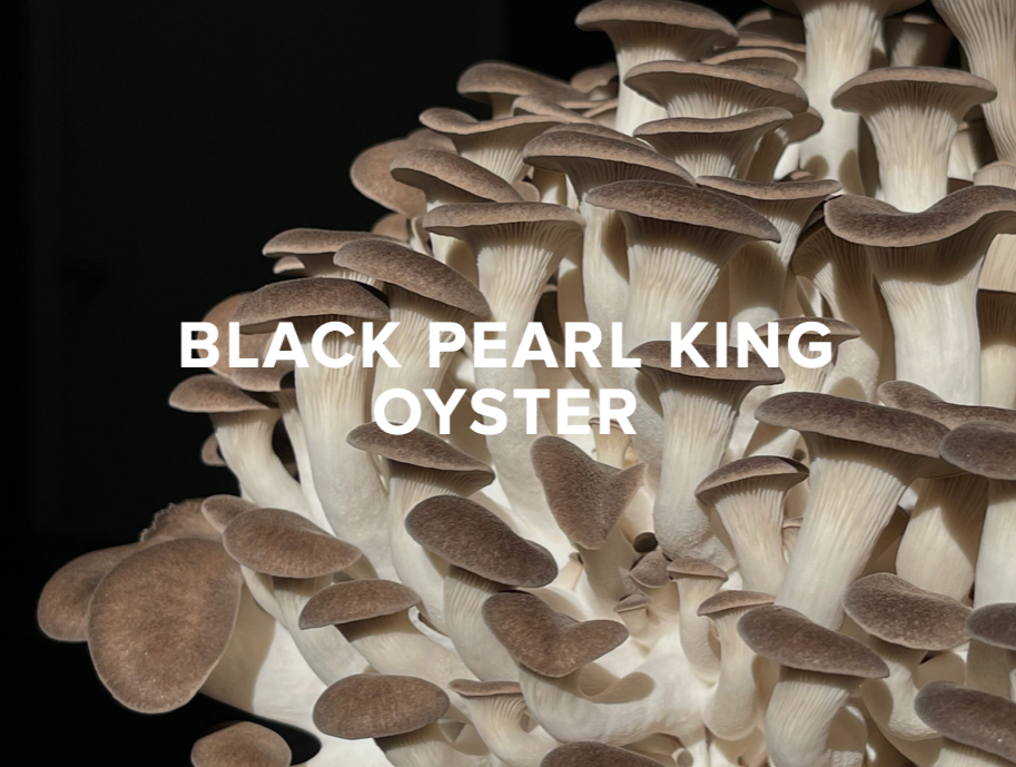 Black Pearl King Oyster Mushrooms from Agrarian Feast