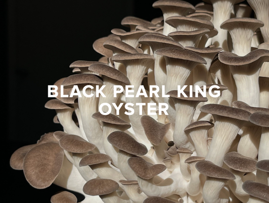 Preorder: Black Pearl King Oyster Mushrooms from Agrarian Feast