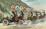Cats in Cars Postcard