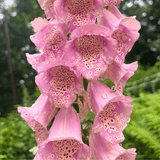 Foxglove Mix from HVSC
