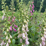 Foxglove Mix from HVSC