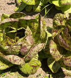 Spotted Trout Lettuce from HVSC
