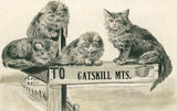 Postcard NS-823 Cats on Catskill Mts. Sign
