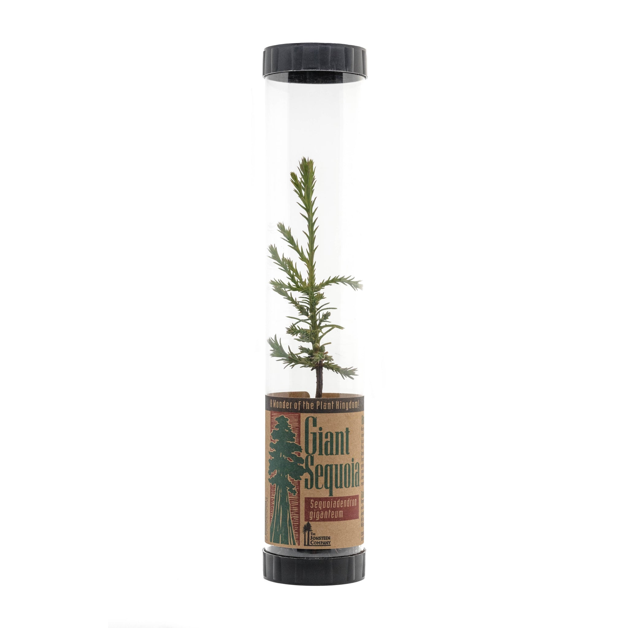 Packaged Live Tree -- Giant Sequoia | Coast Redwood